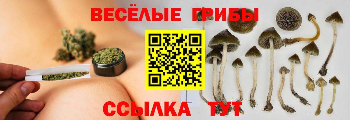 Галлюциногенные грибы Cubensis Новозыбков